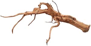 Red Spider King Moorkienwurzeln